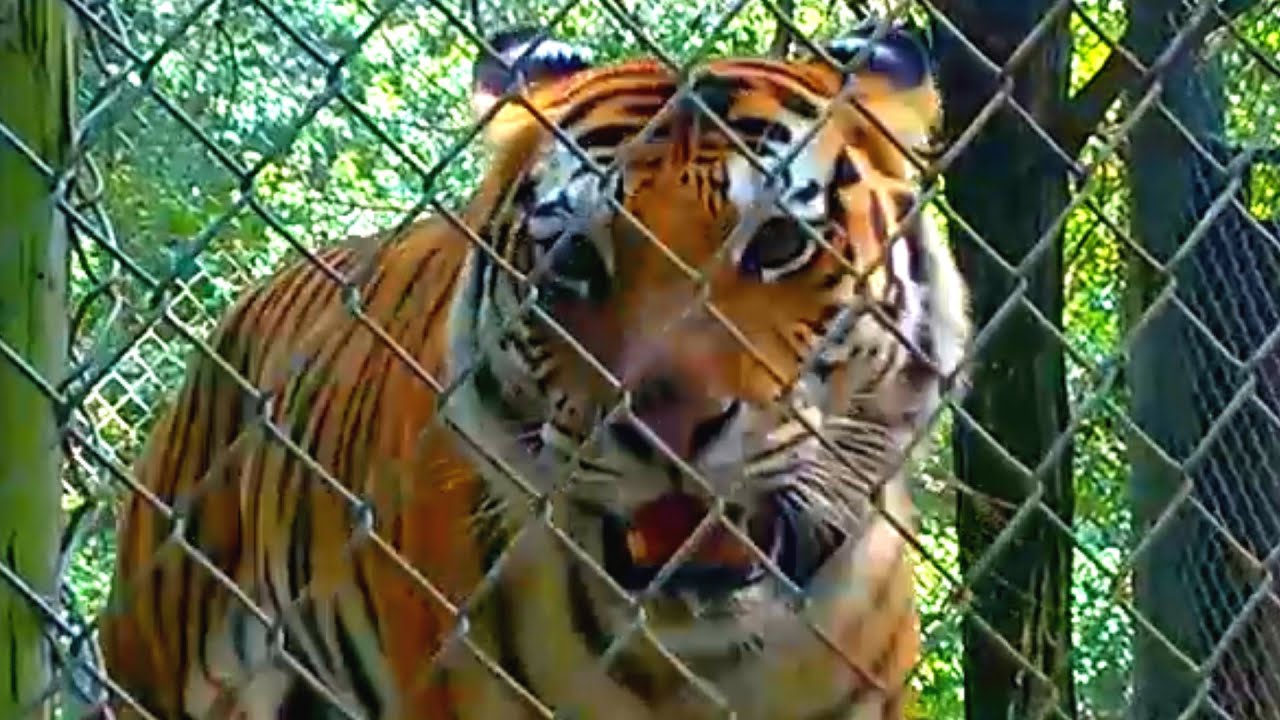 Exotic Feline Rescue Center | Big Cat Tour