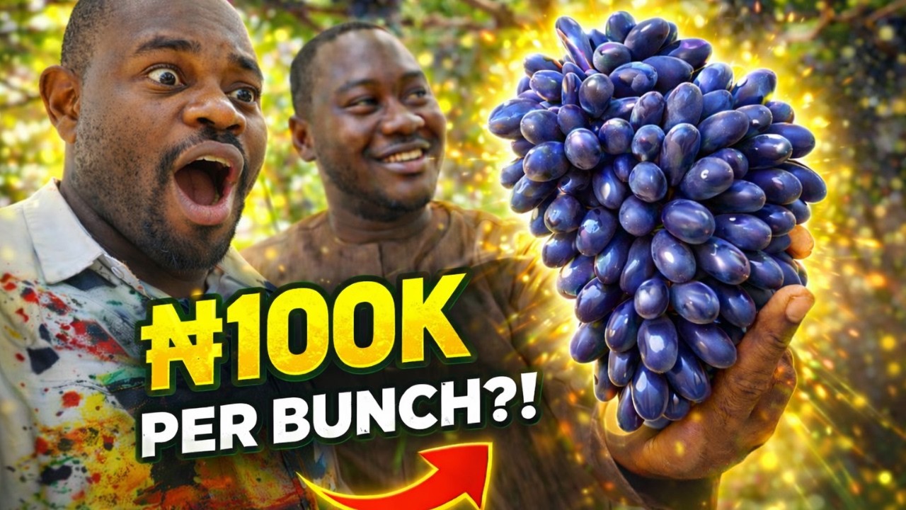 Inside Nigeria’s Premium Grape Farm