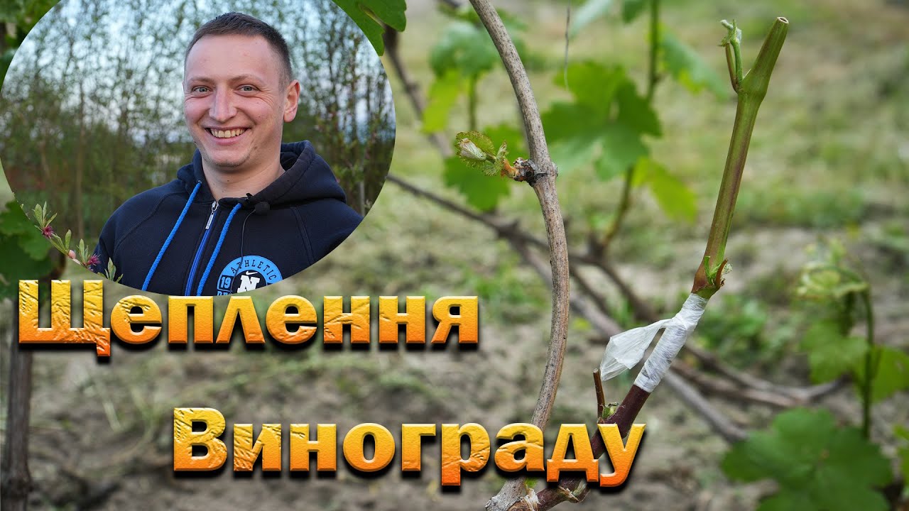 Щеплення винограду чорним в зелене і зеленим в зелене