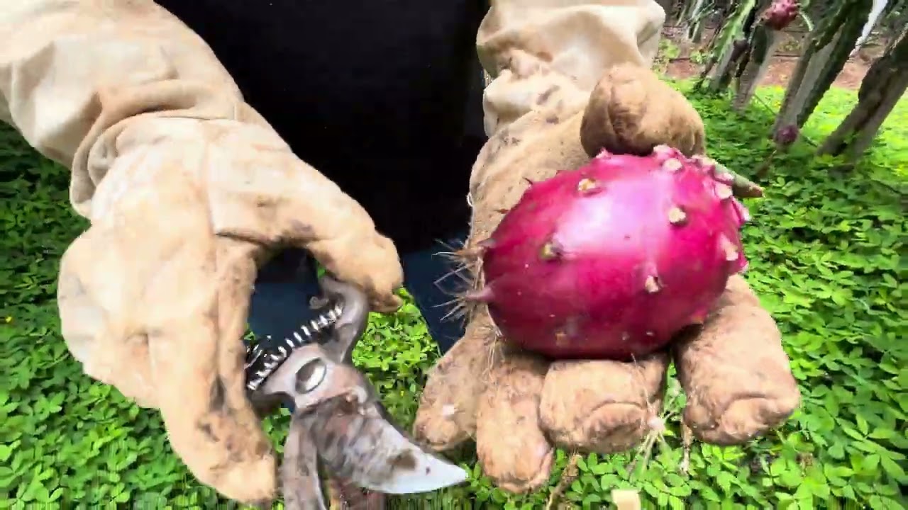 Colheita, pitaya baby do cerrado, saborosa ou pitaynha!