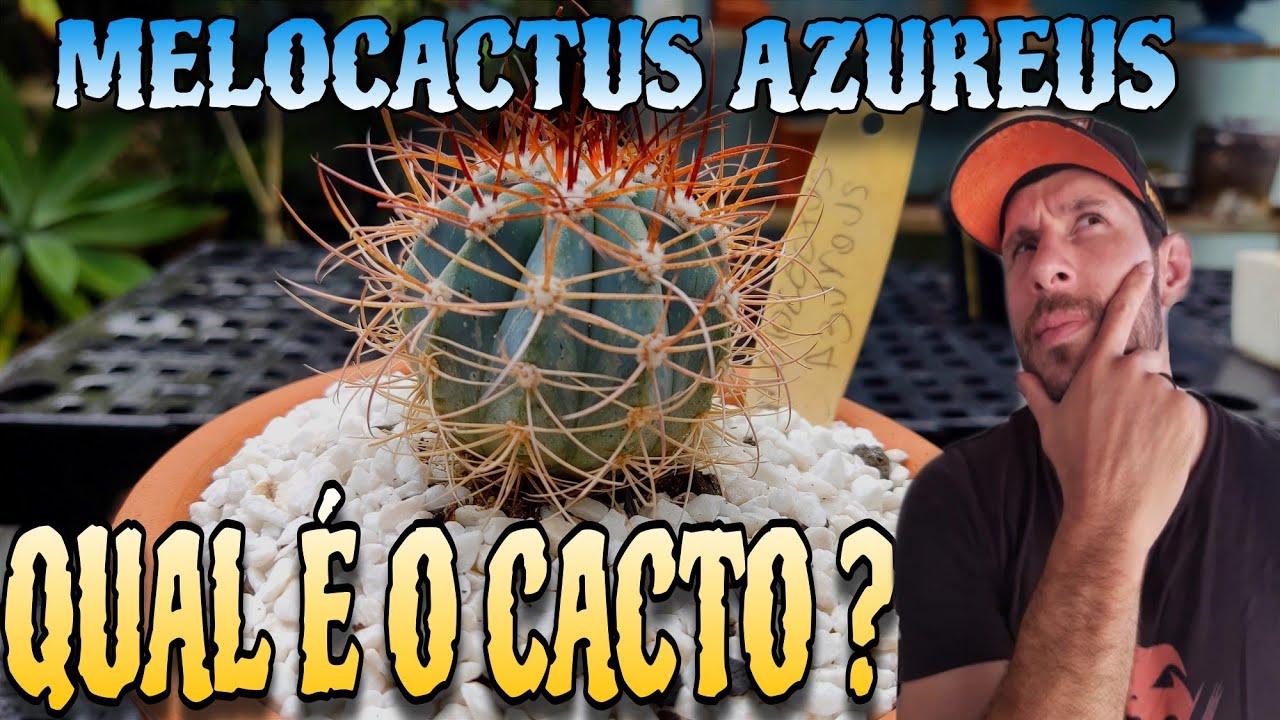 Melocactus Azureus, Qual é o cacto ?