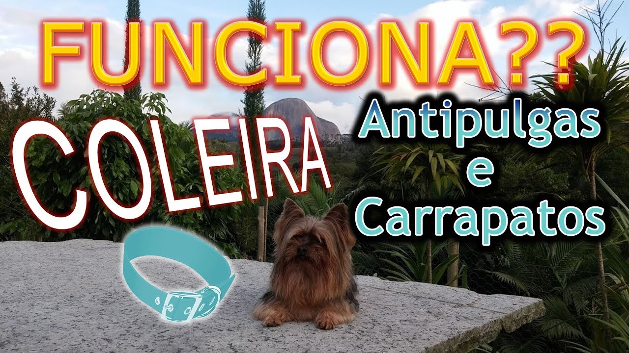 🐕 🐈 Coleira AntiPulga e Carrapato Funciona ? Holliday e Previn