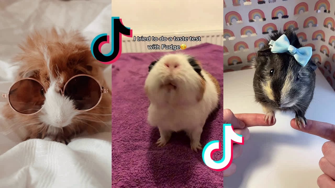 Cute Guinea Pigs - Tiktok Compilation #19