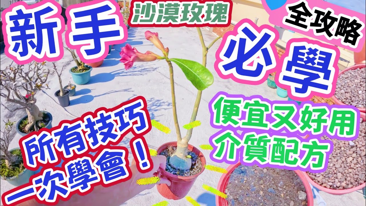 ［沙漠玫瑰教學］（新手必看-入門全攻略）花市買完沙漠玫瑰一定要做的事，超詳細！看完全都懂！#taiwan#adenium#desertrose#bonsai #plants#教學#沙漠玫瑰#盆栽#入門
