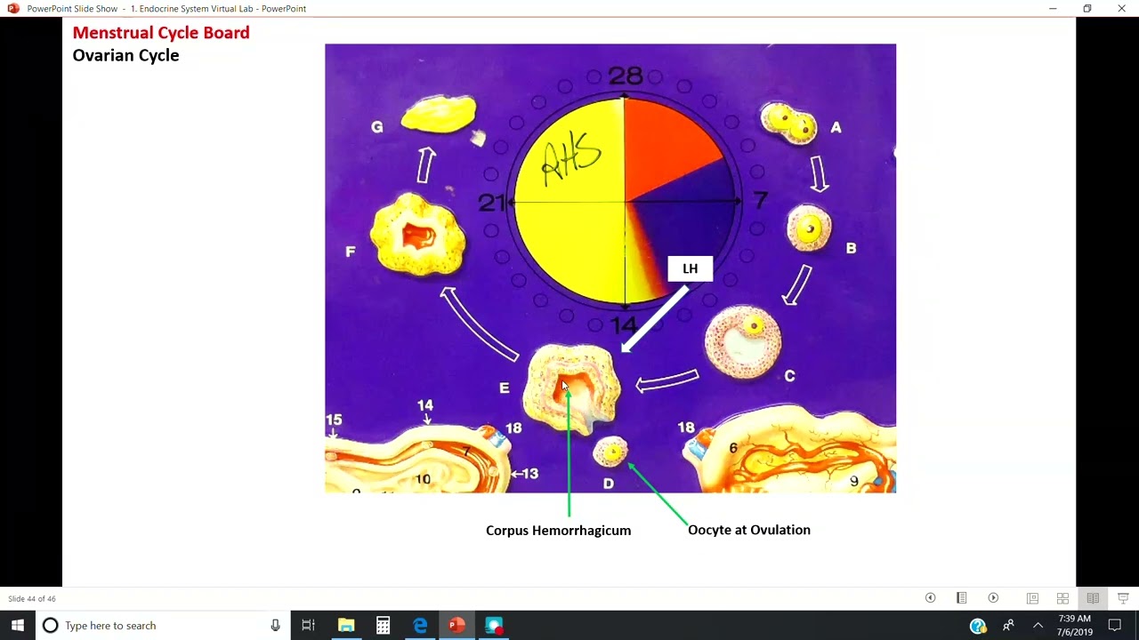 AP 2 Female Reproductive Cycle