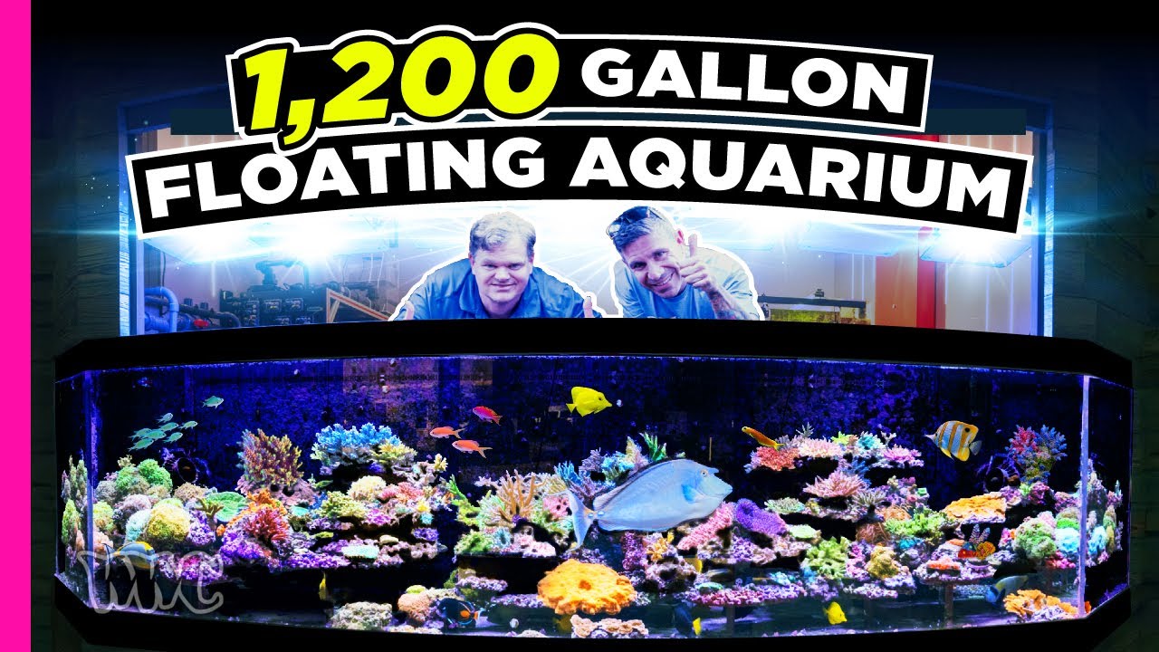 Rare Look - The CoralVue Headquarters Amazing 1200 Gallon Reef Tank