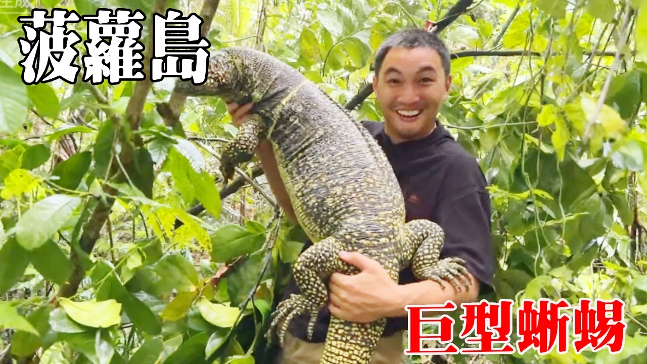 菠蘿島野外荒島求生！（中）抓了一頭野豬沒想到讓它跑了，建造很大的豬圈準備養野豬，抓住蜥蜴竟然吃出了鴨肉的味道！【探索兄弟】