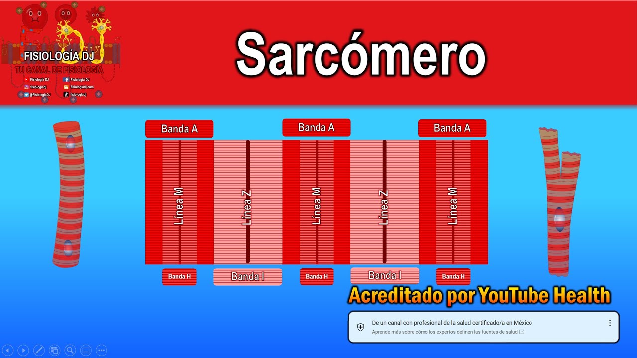 Que es el sarcómero y cuál es su función en el músculo (para niñ@s)