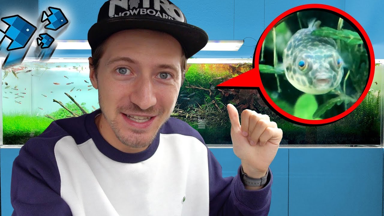 Kugelfisch im XXL Aquarium! 😍