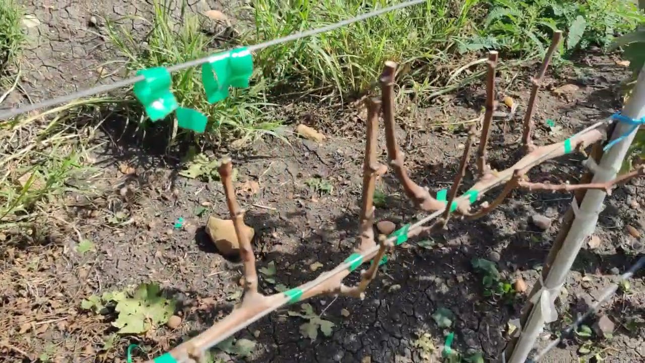 68- Poda de Formação e produção em uva de vinho