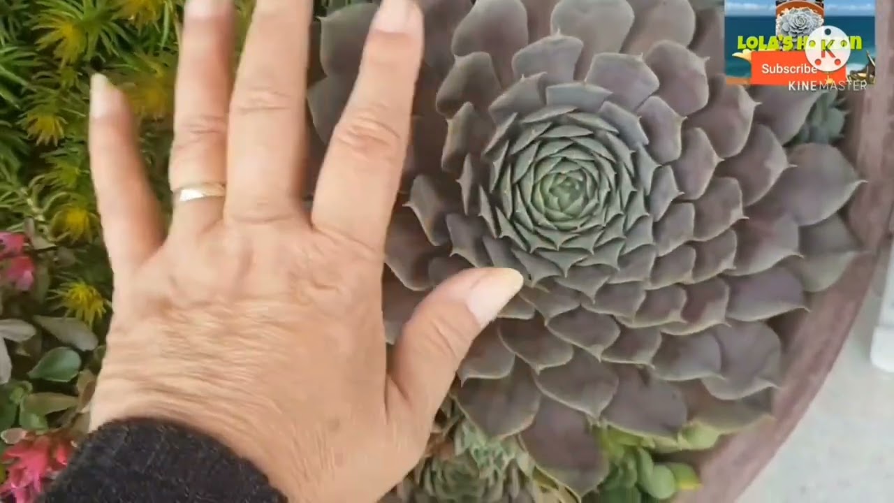 New Plants in my garden 