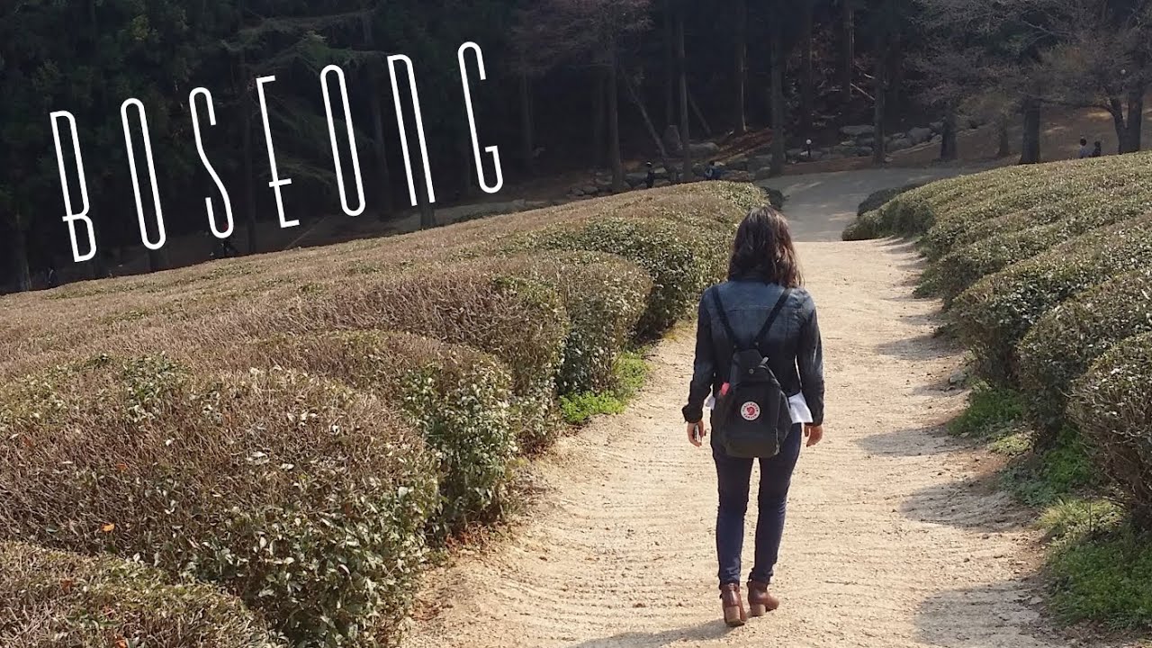 Life in Korea | Vlog: Boseong Green Tea Fields