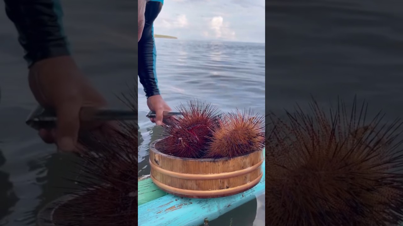 DANGEROUS Sea Urchin Catch & Cut! 🔪