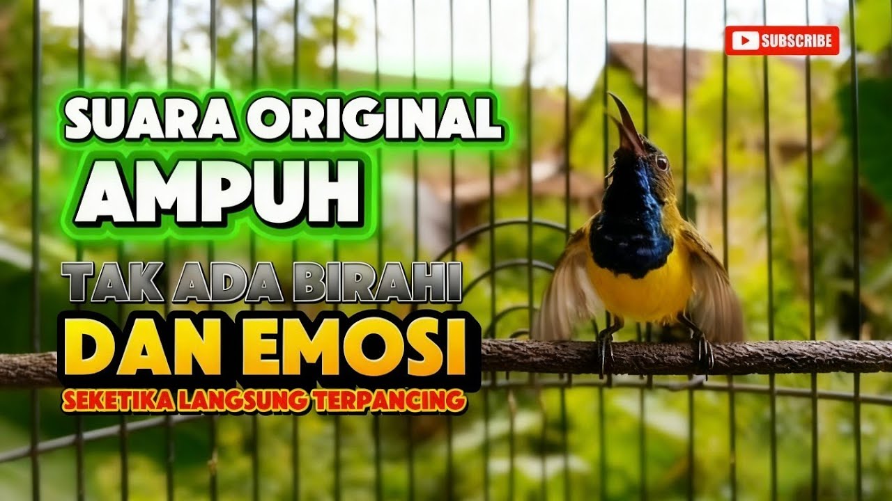 Suara sogon gacor original‼️ sogon gak ada emosi dan birahi wajib putar #sogon #sogonemosi 