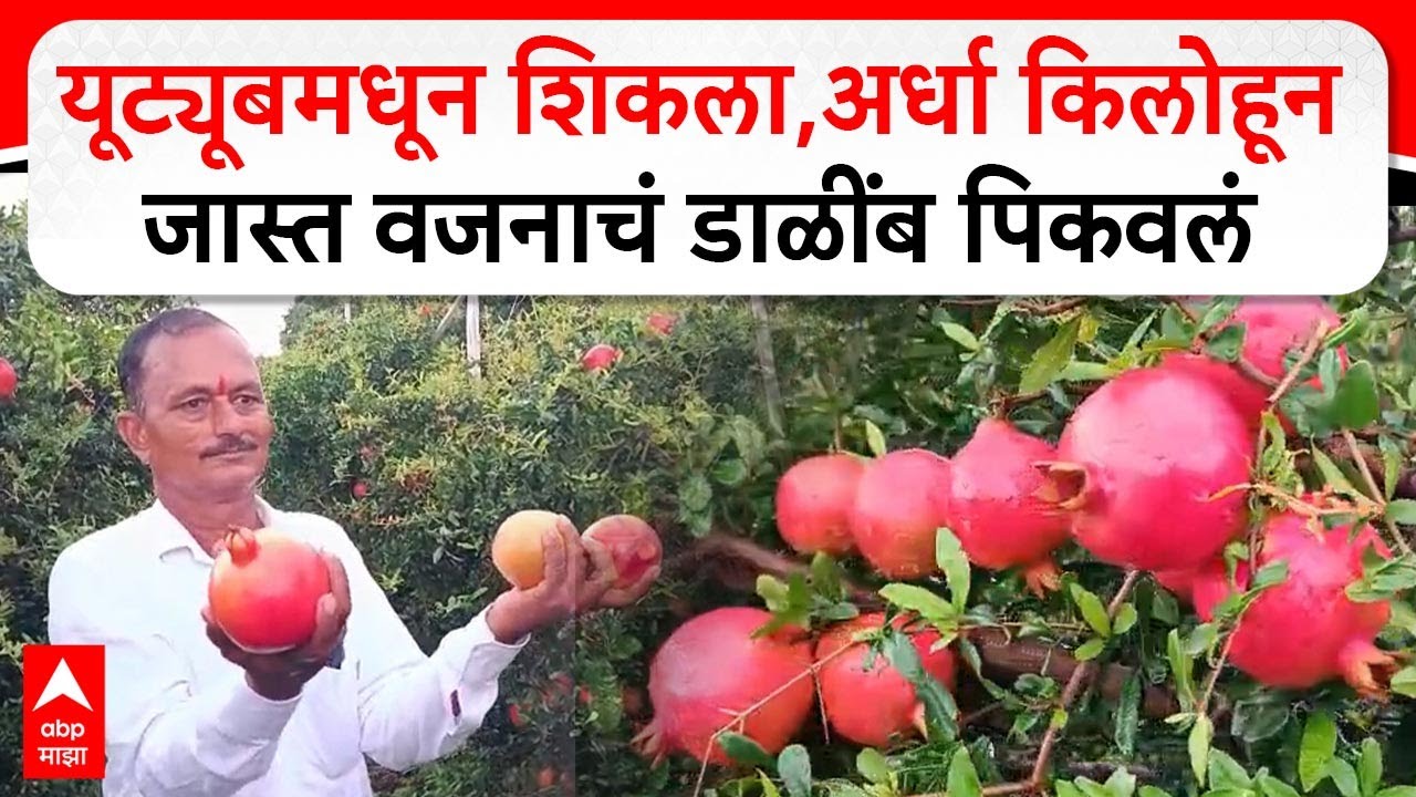 Pomegranate Farmer:अर्धा किलोहून जास्त वजनाचे एक डाळींब, देश-विदेशातील बाजारपेठेत विक्रीला