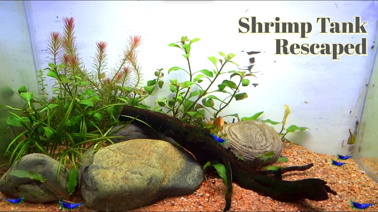 🦐 Rescaping My Cherry Shrimp Tank but Something Went Wrong… ⚠️