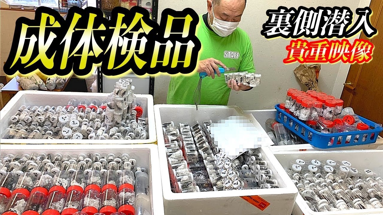 海外の昆虫がショップに並ぶまでの関係者以外滅多に見れない瞬間が貴重すぎた！！