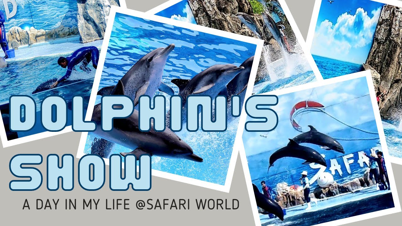 DOLPHIN'S SHOW @Safari World 📍An enjoyable School  Field Trip #safari #safariworld #dolphin
