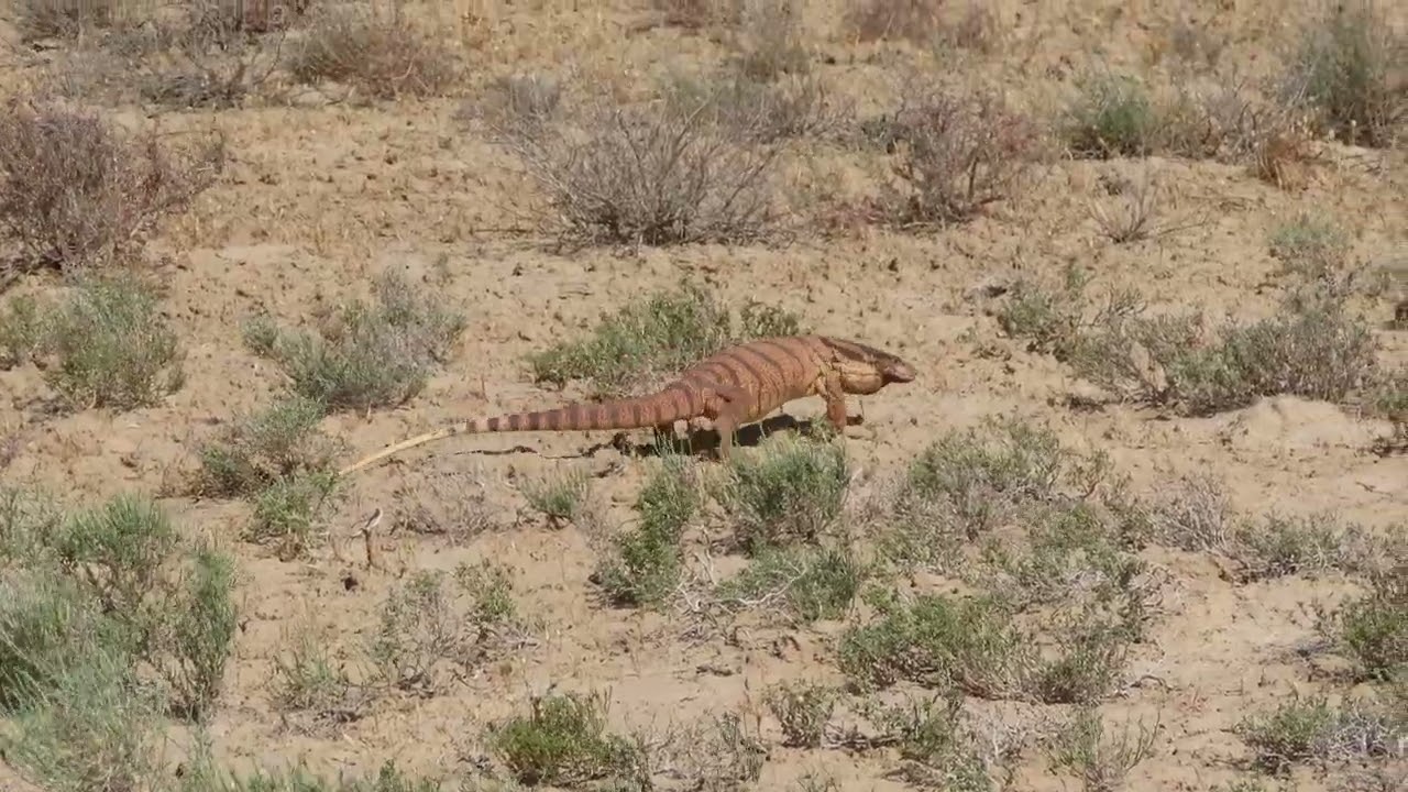 Серый[1], или пустынный[2] варан (лат. Varanus griseus)