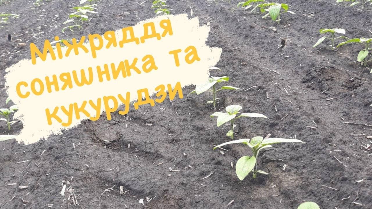 Міжряддя соняшника та кукурудзи