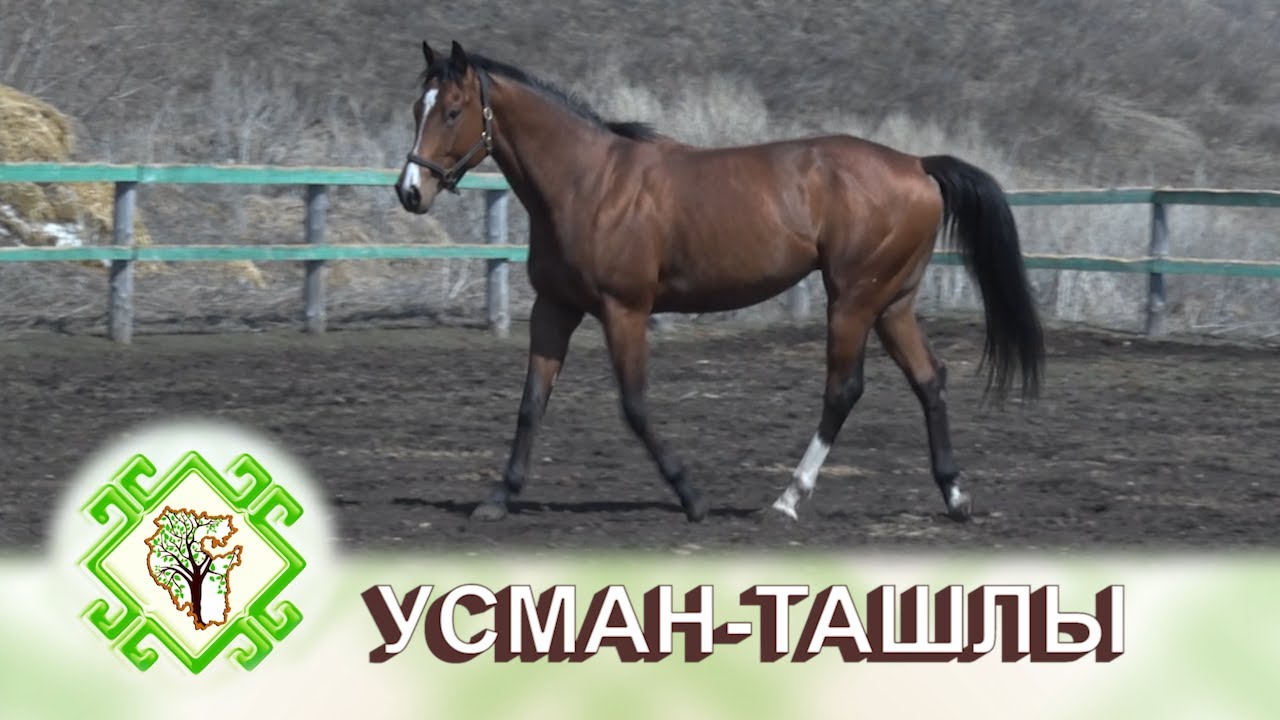 ТОРМОШ. Село Усман-Ташлы Ермекеевский район