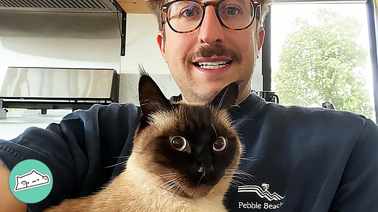 Man And His Comedian Cat Make Whole Family Laugh | Cuddle Buddies
