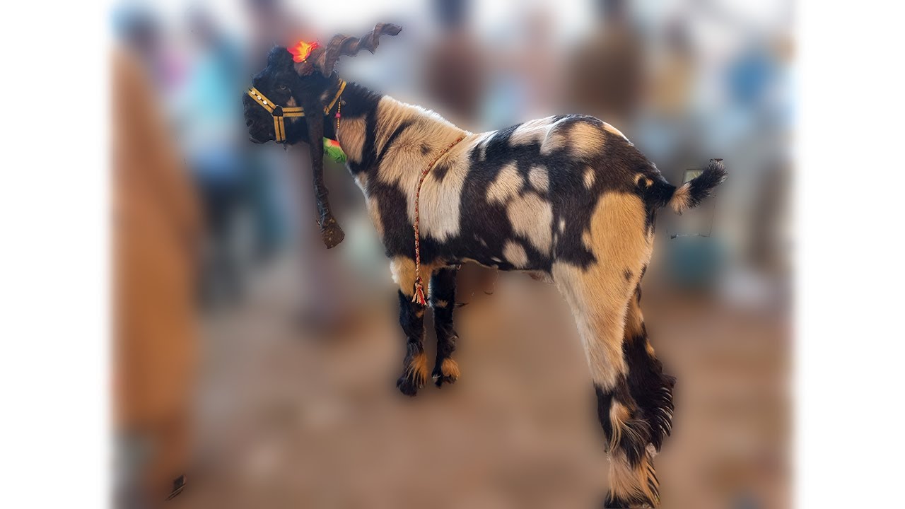 Maximum milk producing goat breed in the world | DDP breed