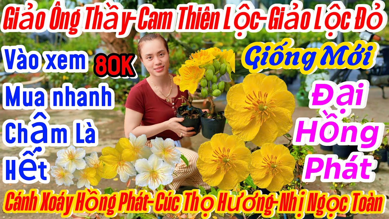 27/02☎️ 0909791298☎️🌴mai vàng giá rẻ🌴mã số cuối clip-giảo như ý-giảo cánh toàn-giảo ông thầy-như ý