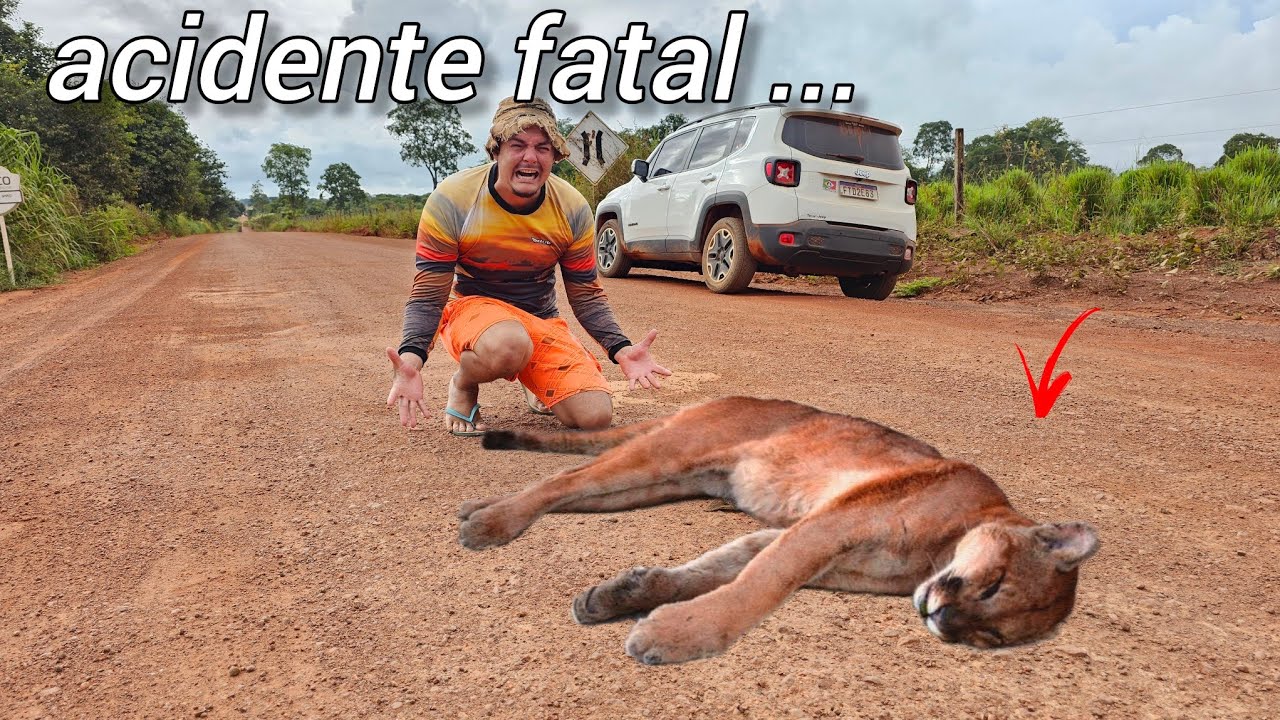 ACONTECEU DE NOVO ESSA FATALIDADE!! ONÇA FOI ATROPELADA BEM NA MINHA FRENTE!! pescaria.