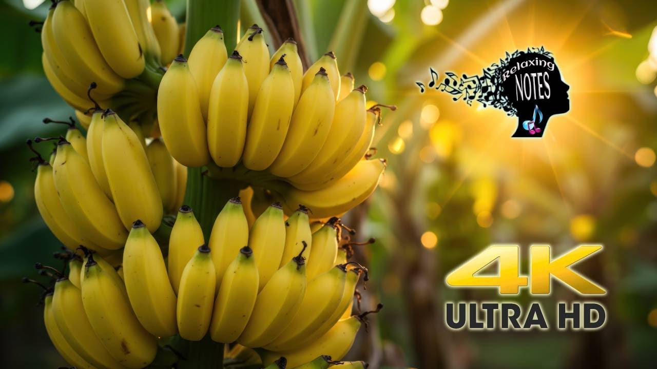 4K Relaxing Beautiful Banana & Plantain Trees scenery with Traditional melodious Indian music #asmr