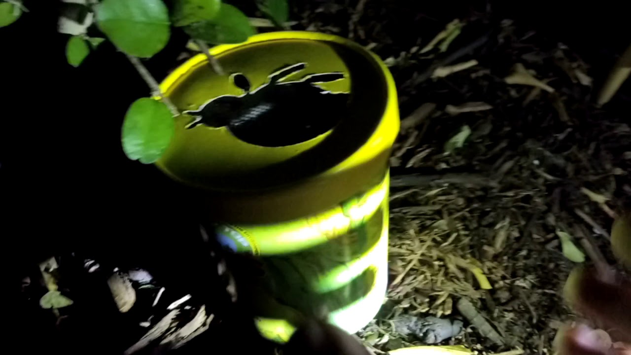 T's TLC Trees tip for releasing ladybugs in the garden.