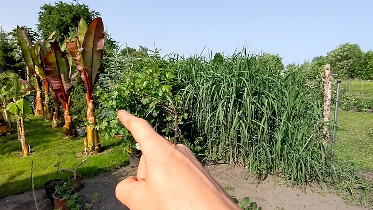 Jak szybko rośnie Miskant olbrzymi i miscanthus lutarioriparius. Uprawa w ogr&oacute;dku.