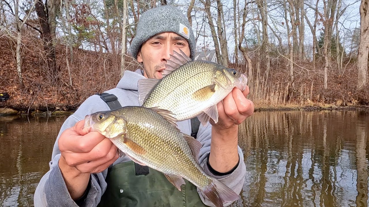 I Finally Found These Fish! : Winter White Perch