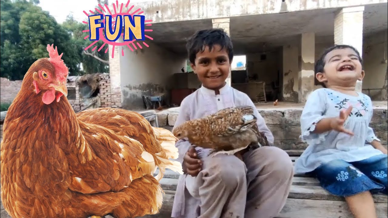 Village life: Kids Playing with Chicks | Kids Having fun with Baby Chicks