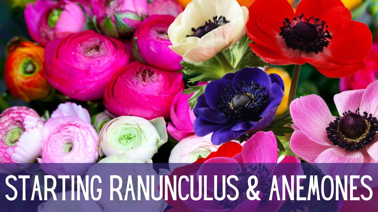 AM I TOO LATE? || Starting Ranunculus & Anemone Corms || Presprouting Ranunculus & Anemones