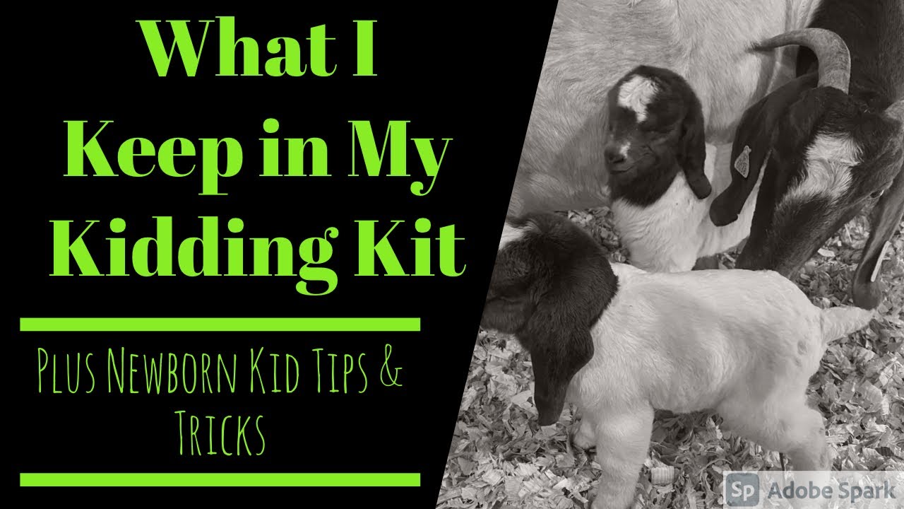 My Kidding Kit | Newborn Goat Kid Tips & Tricks | Boer Goat Kidding