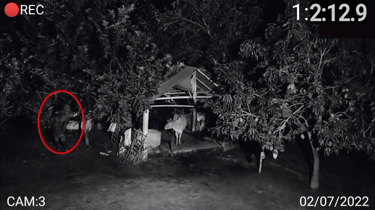 গভীর রাতে গরু চুরি করতে গিয়ে ধরা পড়লো সিসি ক্যামেরায়।CCTV FOOTAGES 02/07/2022