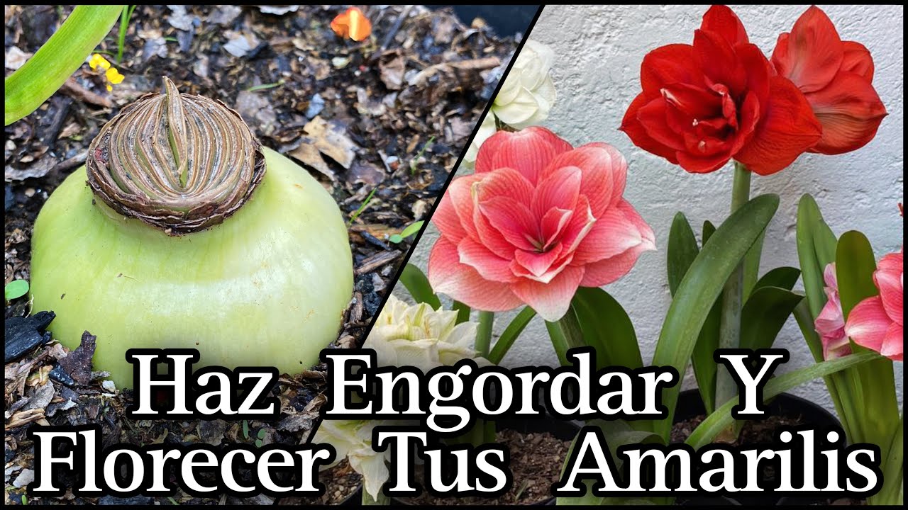 HAZ ENGORDAR y FLORECER TU AMARILIS, LIRIO o AZUCENA (hippeastrum amaryllis)