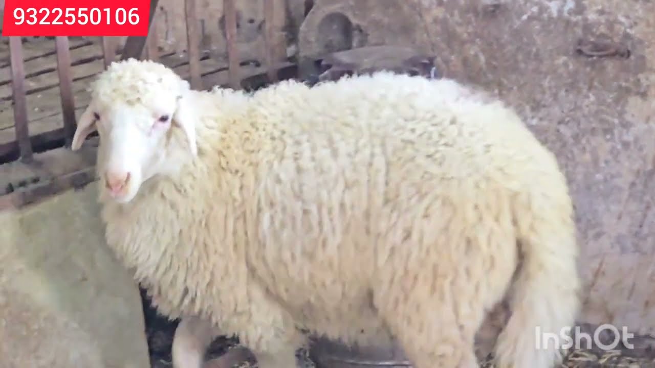 Masallah quality dorper insallah 28 kg insallah 