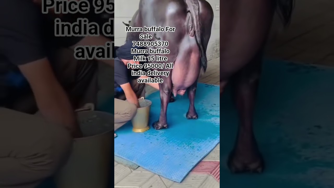 Murra Buffalo For Sale 📞7488905370 #murrah #buffalo #dairyfarm #gujarat #karnataka #telugu #viral