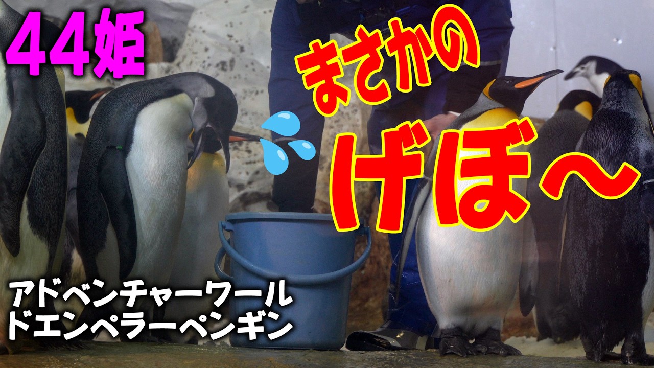 【どした？吐いても魚チョウダイ】エンペラーペンギンのデッカイこども、胃油まき散らしながらオネダリ