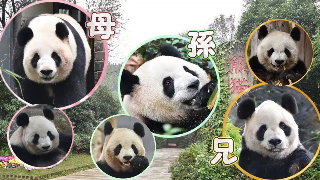 【ダイジェスト💖熊猫楽園＆熊猫谷✨】シンシンのママとかタンタンのお兄ちゃん🎵【パンダの家族💖】Chengdu Field Research Center＆Panda Valley/都江堰