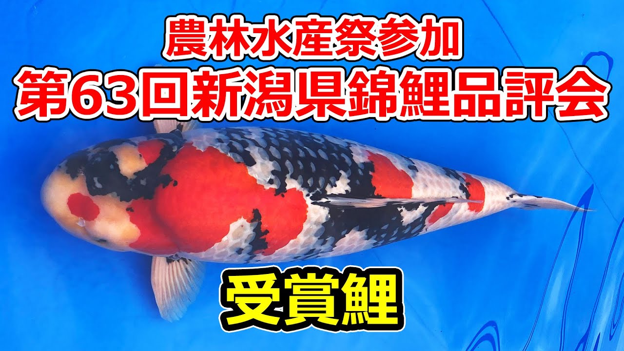 【受賞鯉】農林水産祭参加 第63回 新潟県錦鯉品評会　2023年11月4日、5日