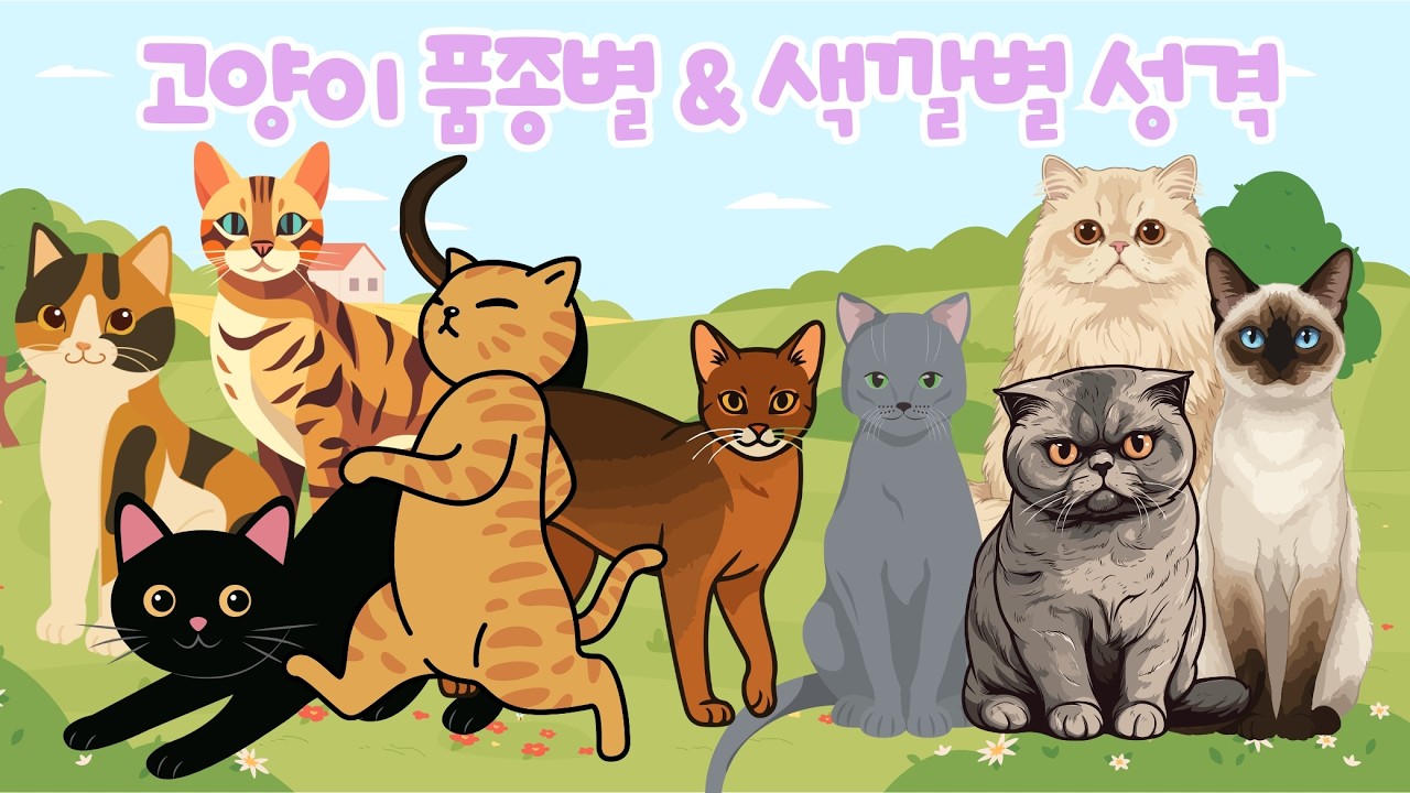 고양이들의 품종별 특성과 코숏의 털색으로 구별하는 성격