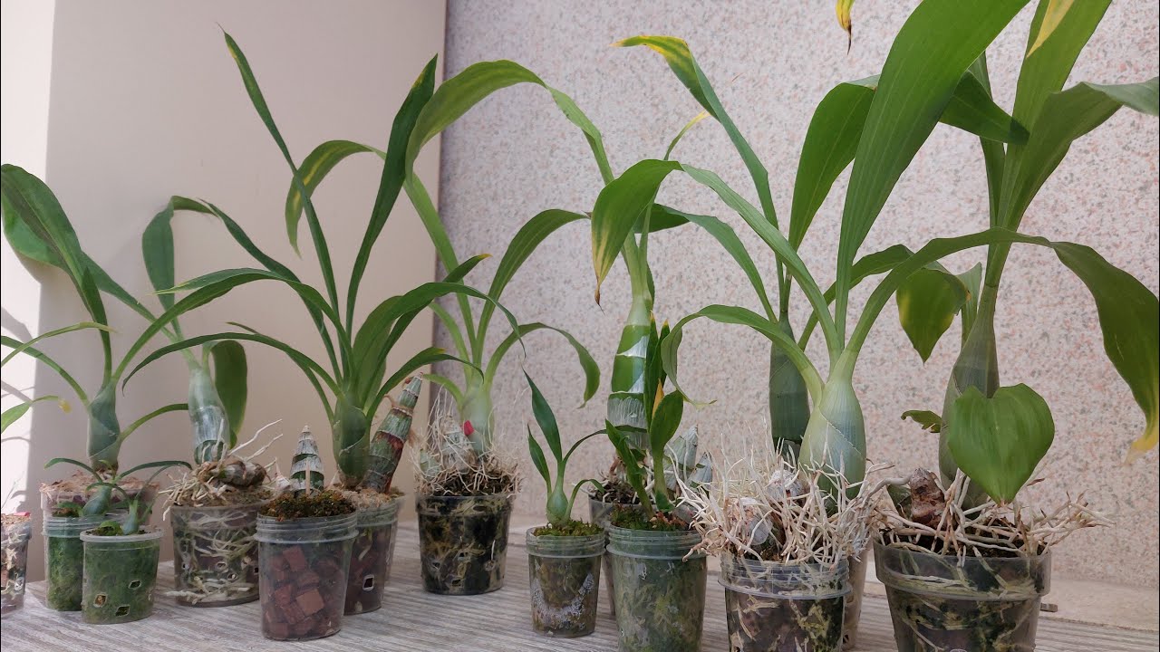 Адаптация морковок от BBB Orchids 2024. Все отлично или есть печальные моменты? Орхидея катасетум.