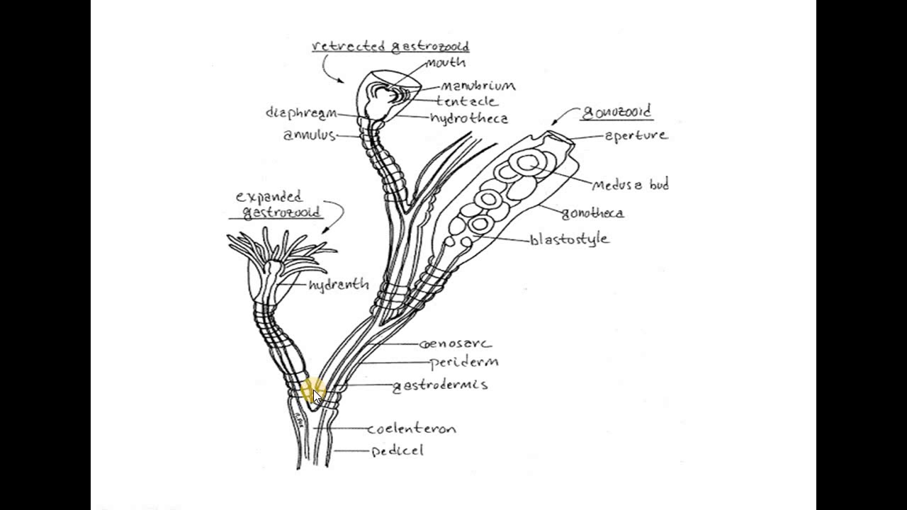 obelia polymorphism