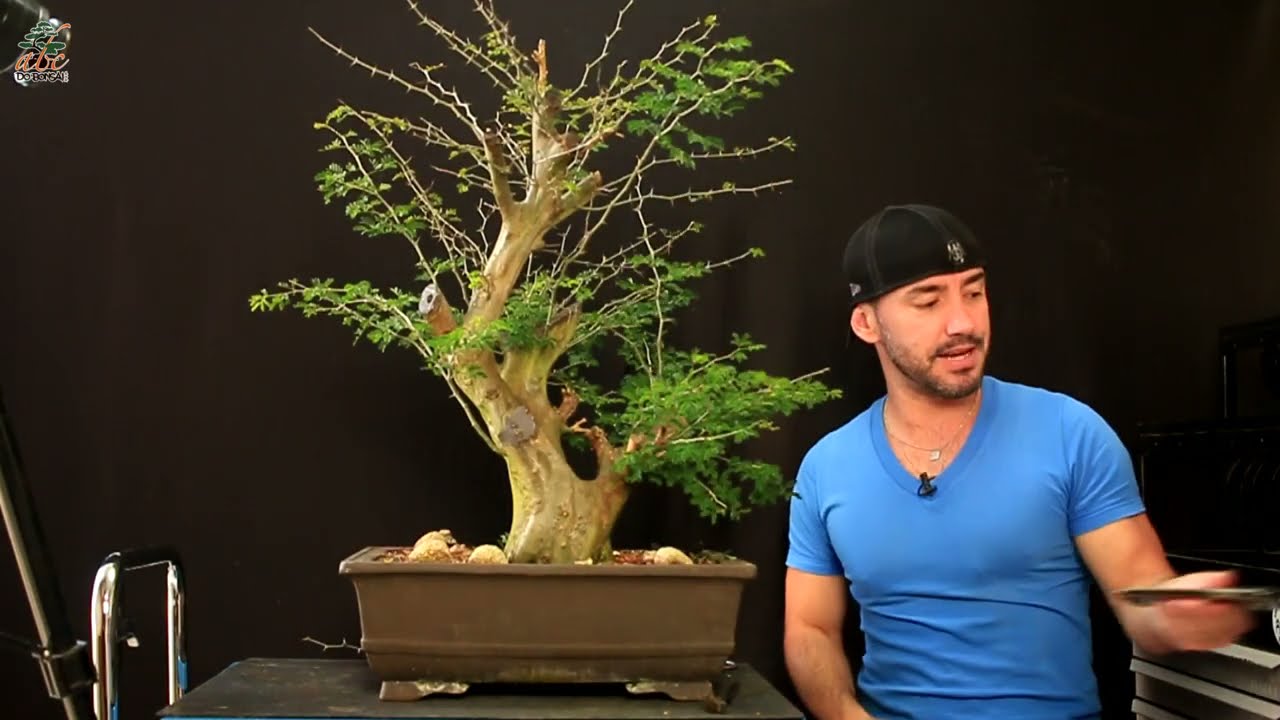 NOVO BONSAI DE PITHECOLOBIUM COLEÇÃO ABC DO BONSAI - PARTE 2