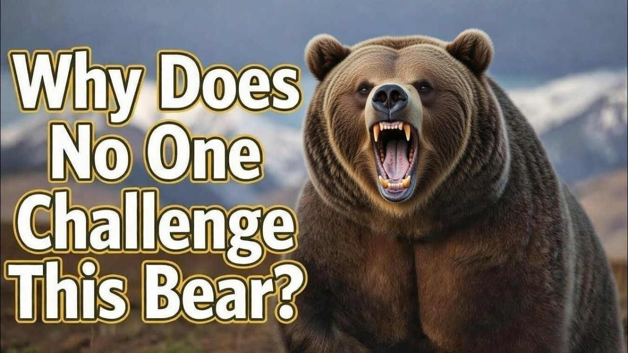 Brown Bear in the Wild — The Animal No One Challenges