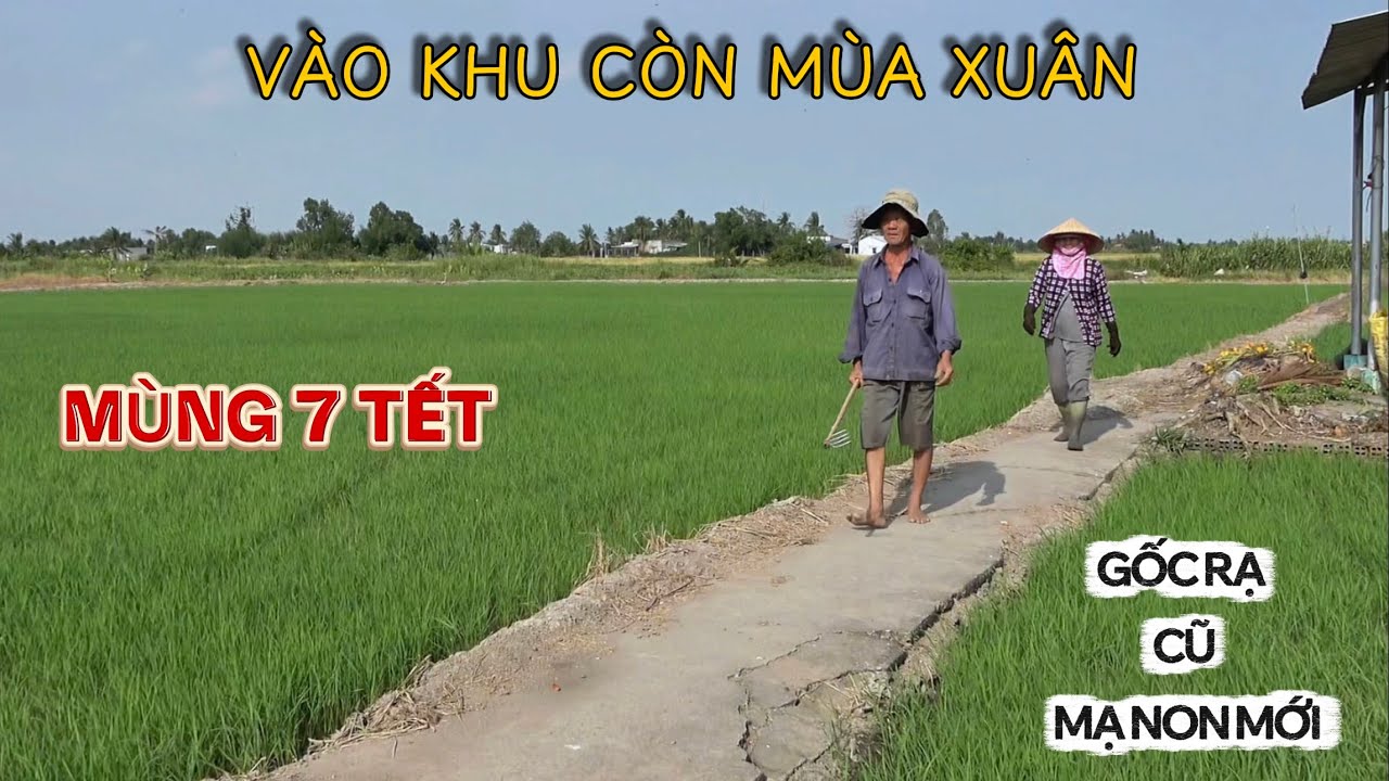 Mùng 7 Tết Vẫn Còn Xuân Trước Cửa Nhà Ở Quê | Gốc Rạ Cũ Màu Mạ Non Mới , Hai Mùa Lúa Đầu Năm .