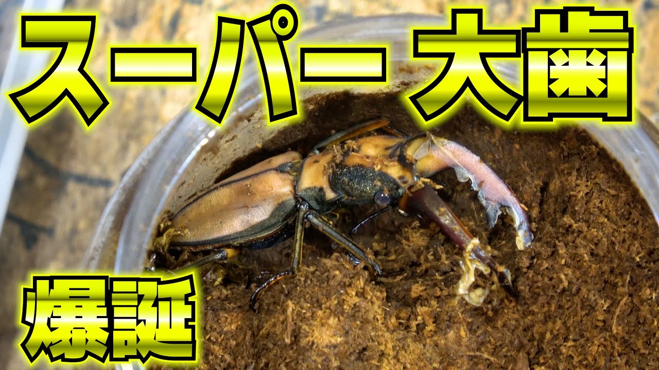 アラガールホソアカクワガタのスーパー大歯をを羽化させました